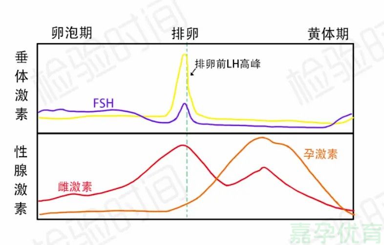 1228-6试管必知：雌二醇数值与卵泡那些事儿.jpg