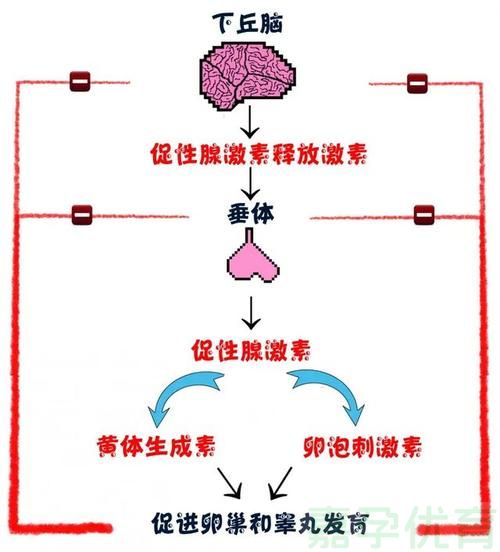 0110-1还继续熬夜？生物钟紊乱可能诱发多囊PCOS宣传月特别专题.jpg