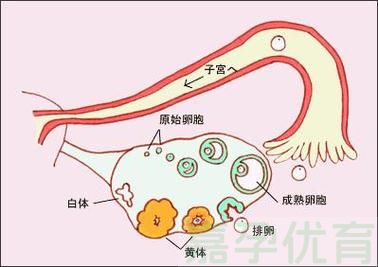 0116-16孕期神奇现象：植入性出血，你了解多少？.jpg