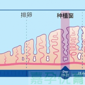 胚胎移植前的重要步骤—转化内膜到底什么意思？