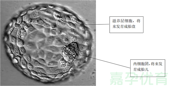 “ 试管”中的“宝宝们”长啥样？(图5)